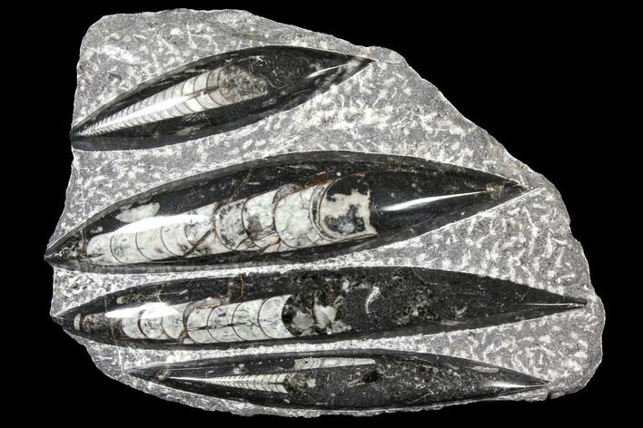 Polished Fossil Orthoceras (Cephalopod) Plate - Morocco #127724